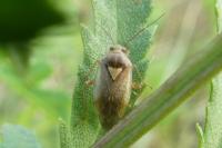 Lygus rugulipennis