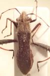 Camptopus lateralis