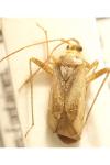 Adelphocoris lineolatus