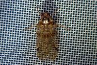 Cixius