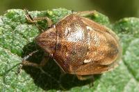 Neottiglossa leporina