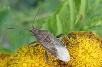 Stictopleurus punctatonervosus