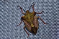 Carpocoris mediterraneus