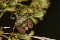 Carpocoris purpureipennis
