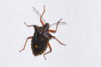 Pentatoma rufipes