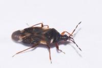 Anthocoris nemoralis