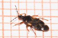 Anthocoris nemoralis