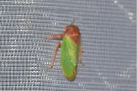 Iassus lanio