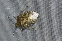 Rhaphigaster nebulosa