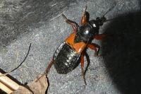 Prostemma guttula