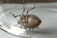 Halyomorpha halys