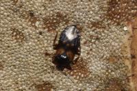 Lyctocoris dimidiatus