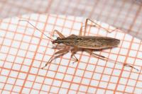 Nabis pseudoferus