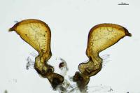 Nabis pseudoferus
