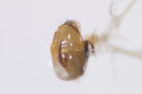 Nabis pseudoferus