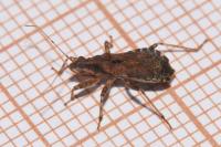 Himacerus apterus