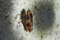 Philaenus spumarius