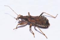 Himacerus apterus