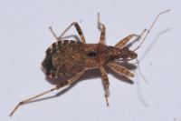 Himacerus apterus