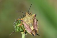 Carpocoris mediterraneus