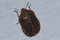 Eurygaster austriaca