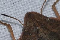 Eurygaster austriaca