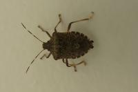 Halyomorpha halys
