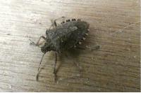 Halyomorpha halys