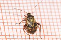 Polymerus unifasciatus