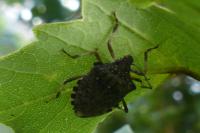 Halyomorpha halys