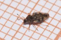 Dictyla humuli