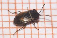Geocoris megacephalus