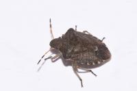Peribalus strictus vernalis