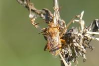Stictopleurus abutilon