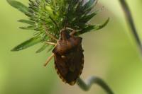 Carpocoris purpureipennis