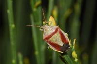Piezodorus lituratus
