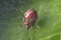 Holcogaster fibulata