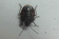 Holcogaster fibulata
