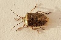 Rhaphigaster nebulosa