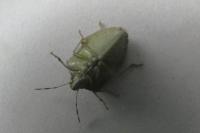 Nezara viridula
