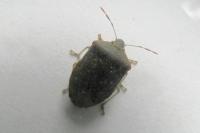 Nezara viridula
