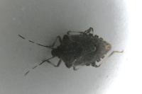 Halyomorpha halys