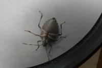 Halyomorpha halys