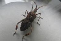 Leptoglossus occidentalis