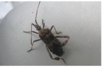 Leptoglossus occidentalis