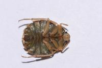 Aphelocheirus aestivalis