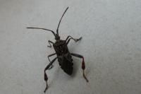 Leptoglossus occidentalis