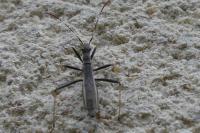 Micrelytra fossularum