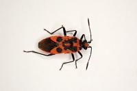 Corizus hyoscyami