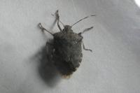 Halyomorpha halys